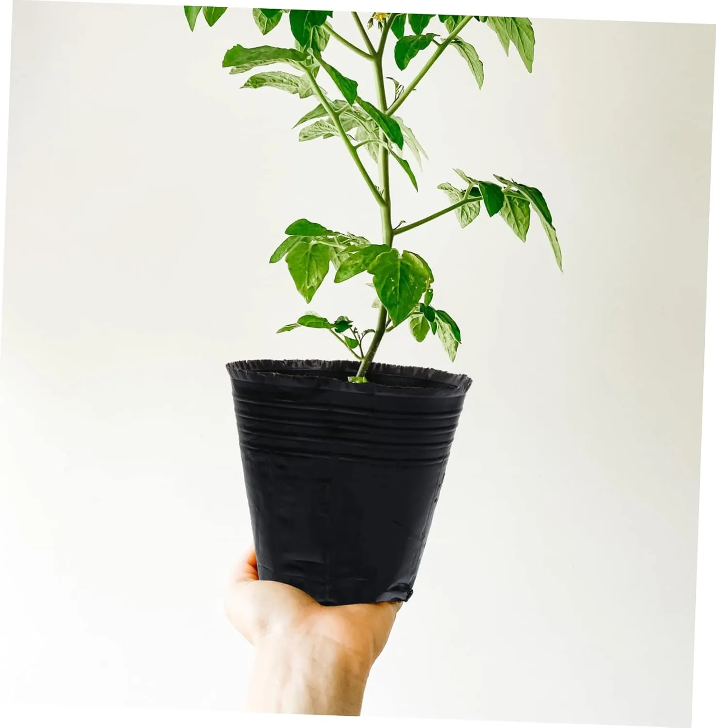 BESPORTBLE 1000 Pcs Nutrition Cup Nursery Plant Pot Starter Garden Pot Planting Net Hydro Planting Planter Nursery Pot Tree Seedling Grow Bags Small Plant Pots Clear Plant Pot Plants or Black