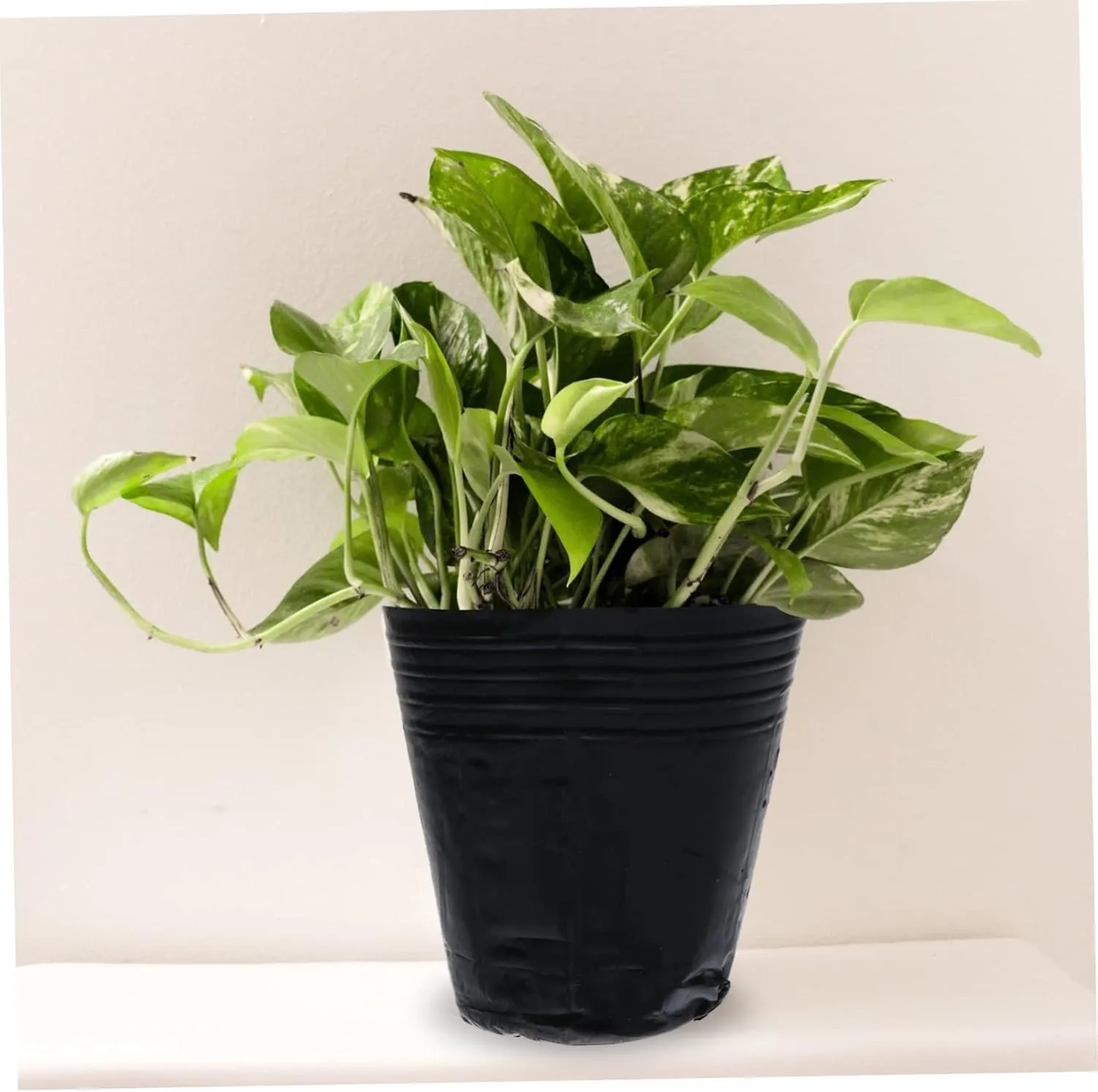 BESPORTBLE 1000 Pcs Nutrition Cup Nursery Plant Pot Starter Garden Pot Planting Net Hydro Planting Planter Nursery Pot Tree Seedling Grow Bags Small Plant Pots Clear Plant Pot Plants or Black