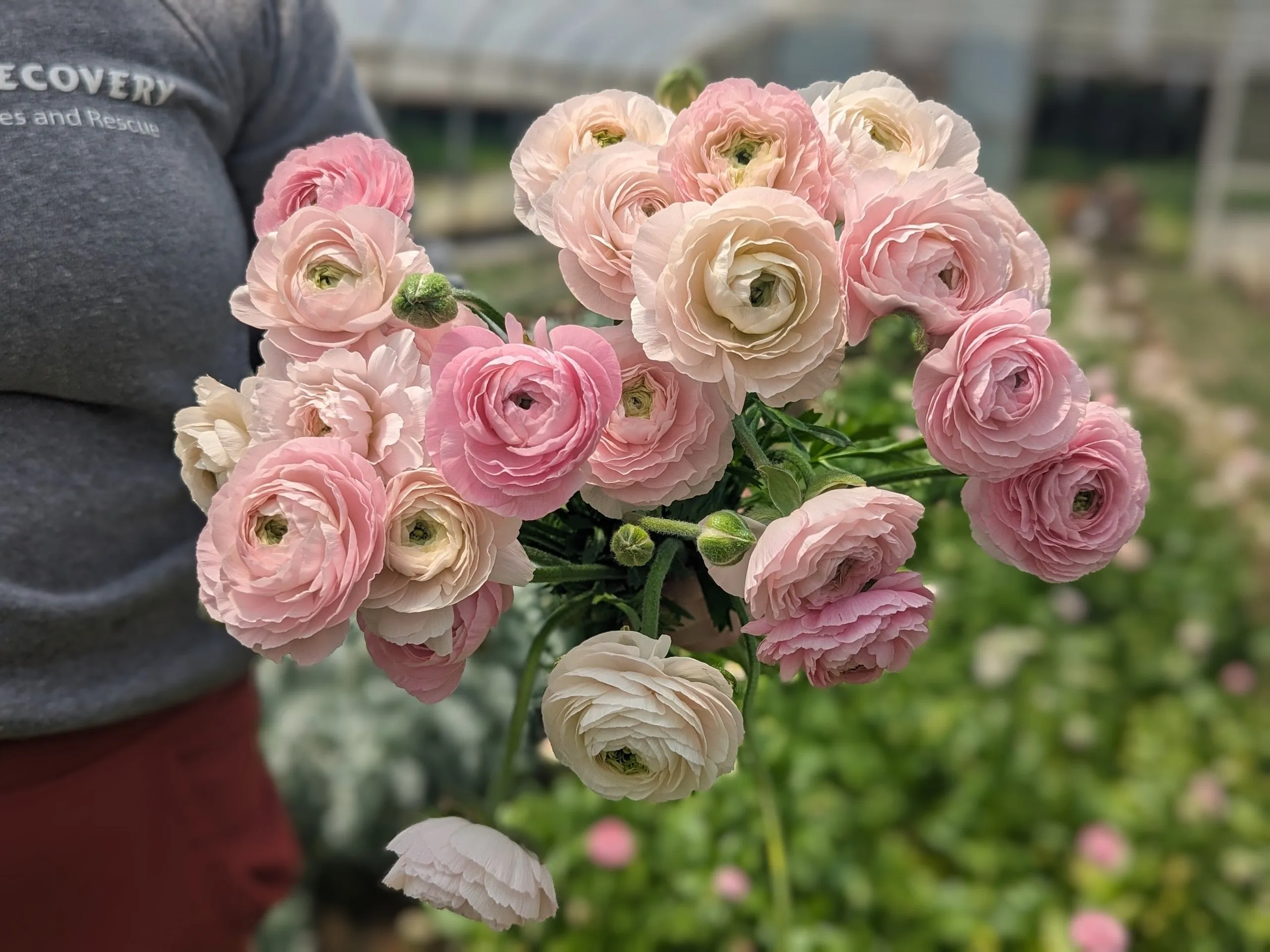 Ranunculus Corms-Premium Blush