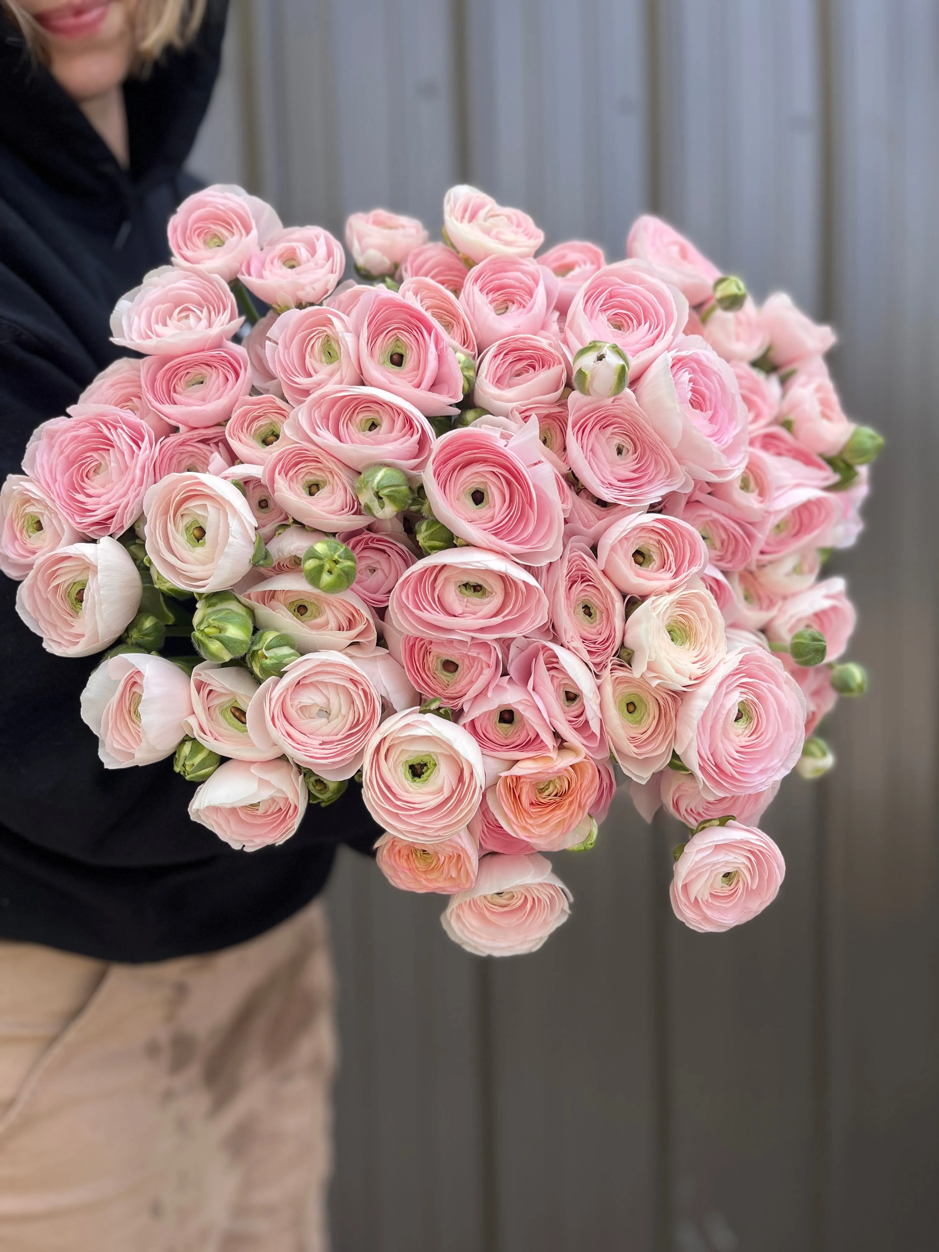Ranunculus Corms-Premium Blush