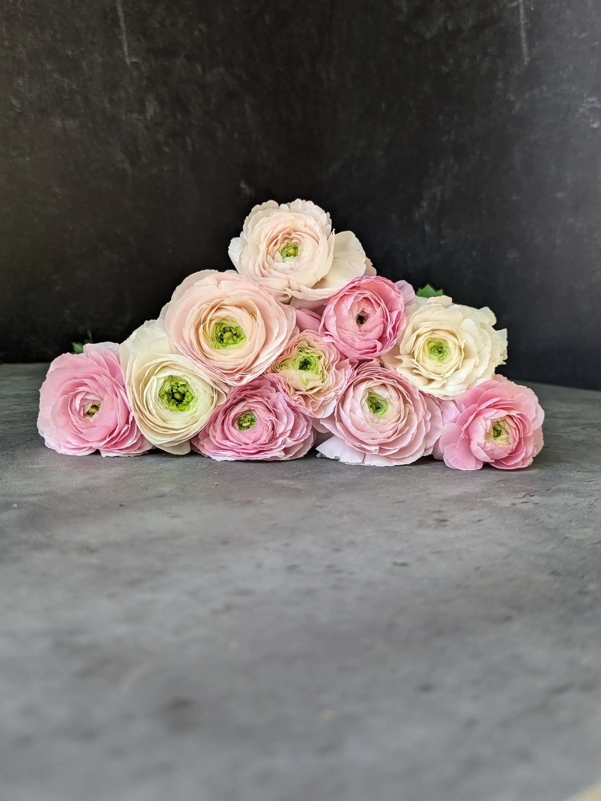 Ranunculus Corms-Premium Blush
