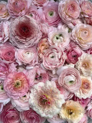 Ranunculus Corms-Premium Blush