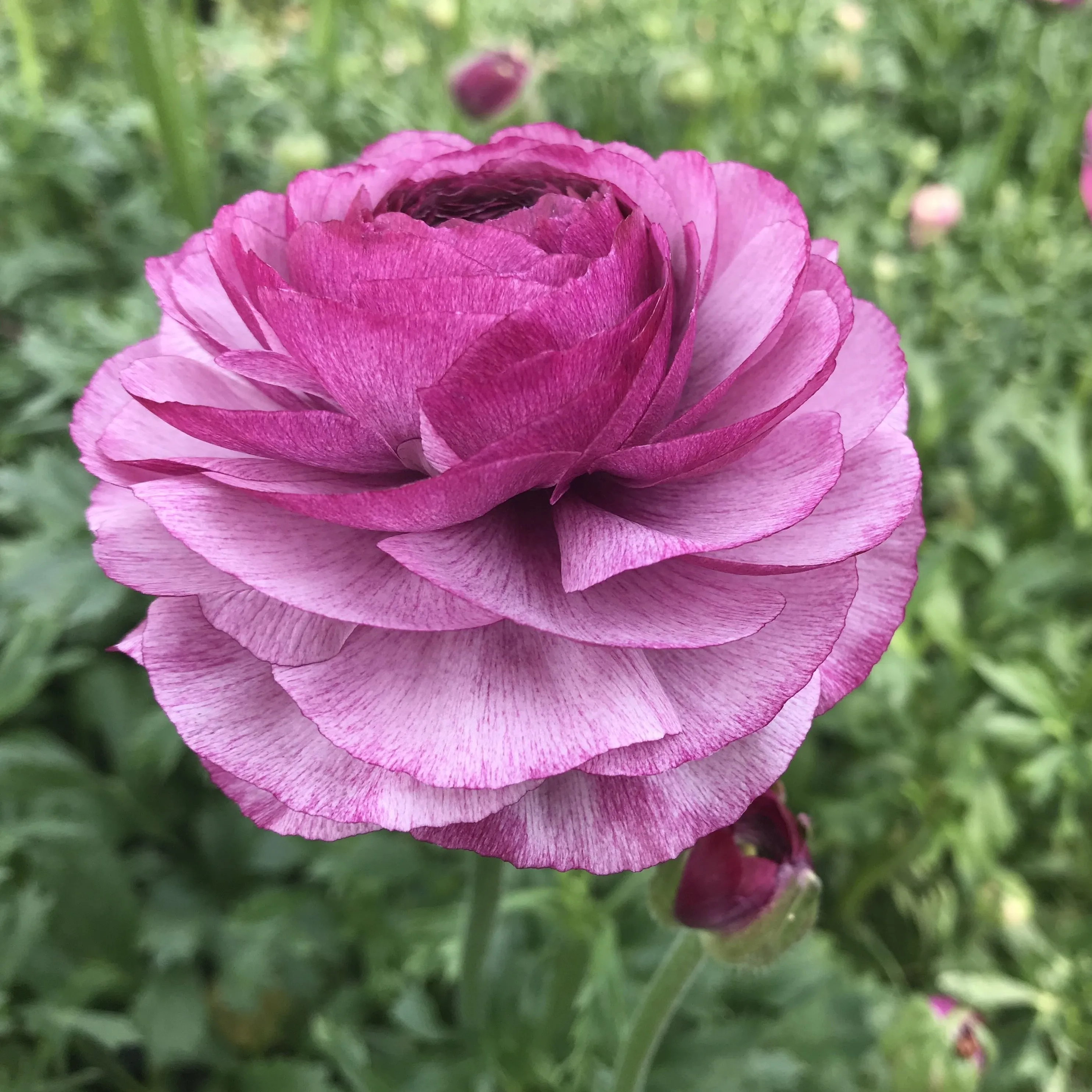 Ranunculus Corms-Purple Jean