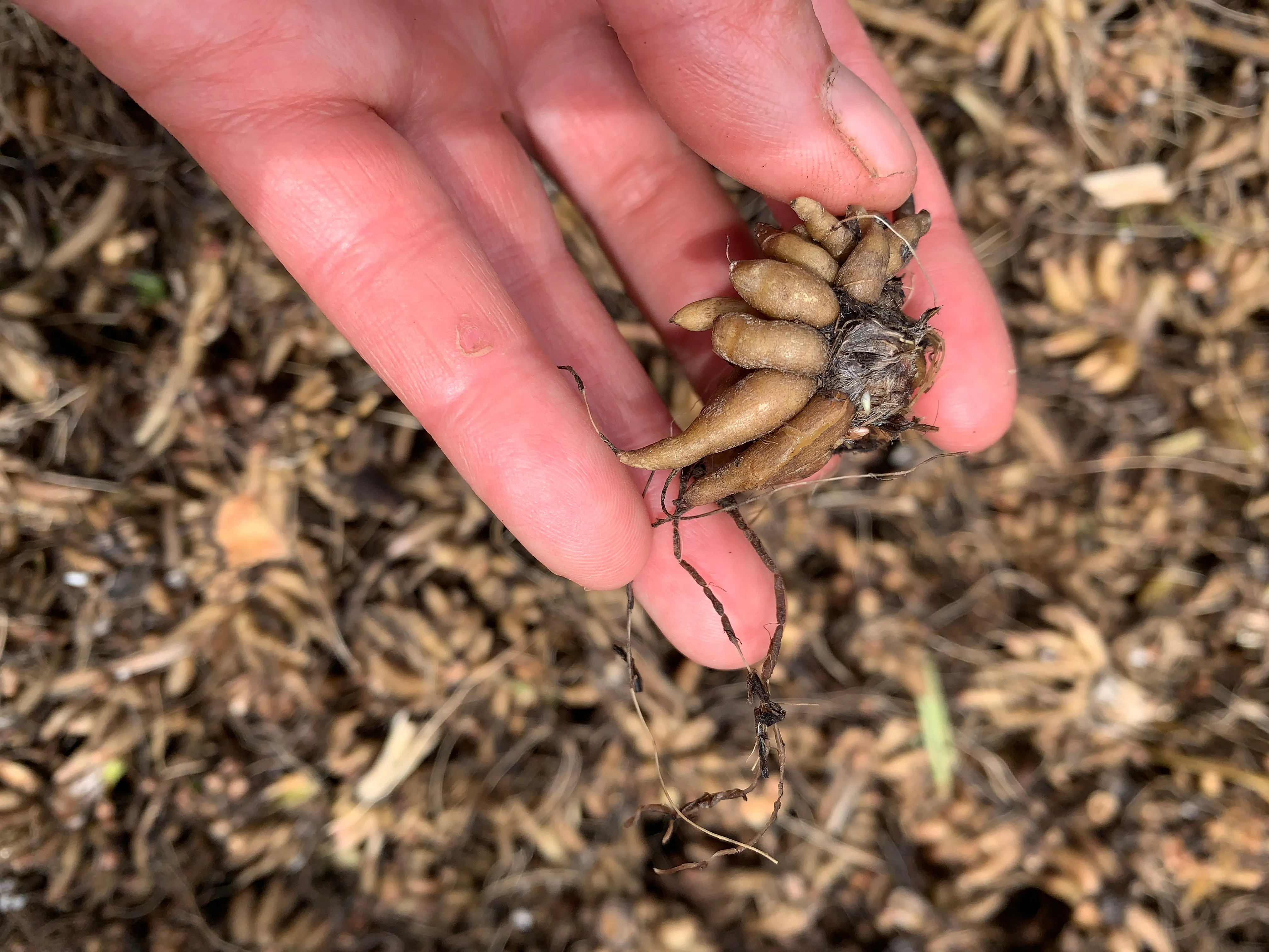Ranunculus Corms-Purple Jean