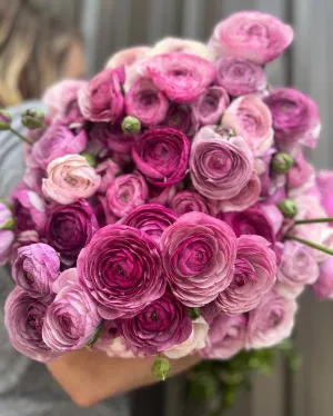 Ranunculus Corms-Purple Jean